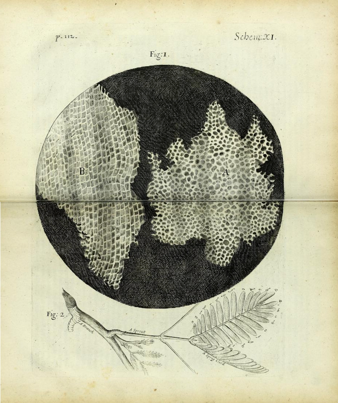 première représentation de cellules par Robert Hooke dans son "Micrographia" publié en 1665.