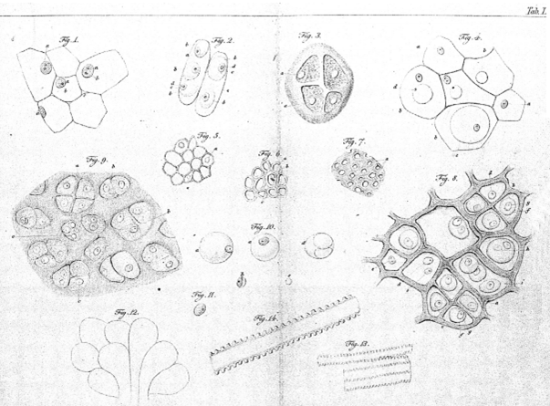 représentation de cellules végétales et animales pour étayer la théorie cellulaire dans le livre de Theodor Schwann "Mikroskopische Untersuchungen " publié en 1839.