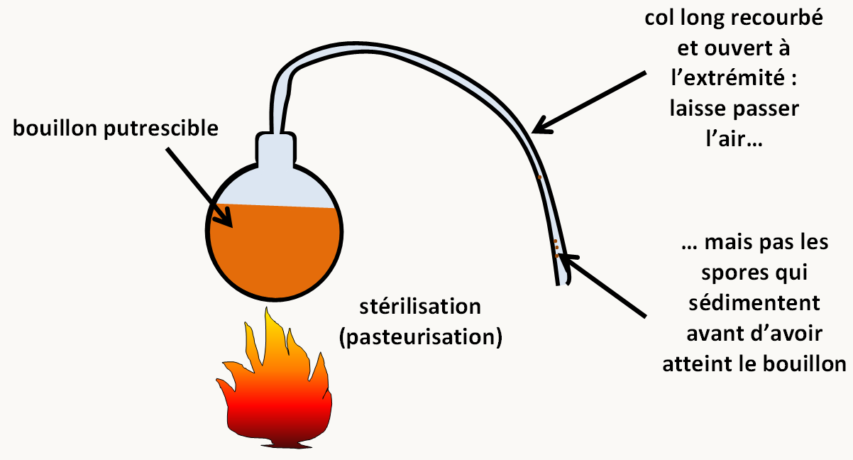 en l'absence de stérilisation (pas de chauffage), Pasteur observe une putréfaction (ou fermentation) avec une apparition de microorganismes. Après une stérilisation par chauffage, Pasteur n'observe pas de putréfaction. Par contre après cassure du tube de verre et exposition de la matière à l'air, les microorganismes apparaissent entraînant la putréfaction. L'explication qu'il donne est la suivante: les particules présentes dans l'air se déposent dans le tube avant d'avoir atteint la matière. Si celle-ci est stérile, il n'y a pas de putréfaction. La cassure du tube permet à ces germes d'atteindre la matière et de démarrer le processus. Notez que dans cette expérience de l'air "non altéré" passe sans problème dans la fiole à tout moment, il n'y a donc pas altération de "principe de l'air" qui empêcherait l'apparition spontanée de cellules. Cette expérience prouve qu'il y a besoin de germes pour initier la putréfaction et donc que la génération spontanée n'existe pas.