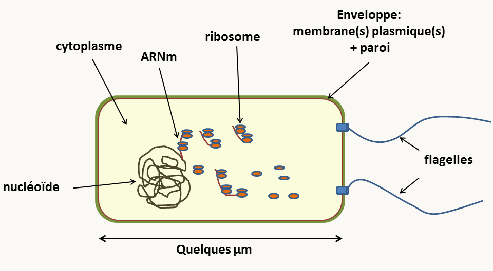 structure d'une cellule procaryote typique.