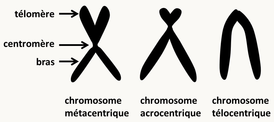 les principaux types de chromosomes définis par les analyses cytologiques.