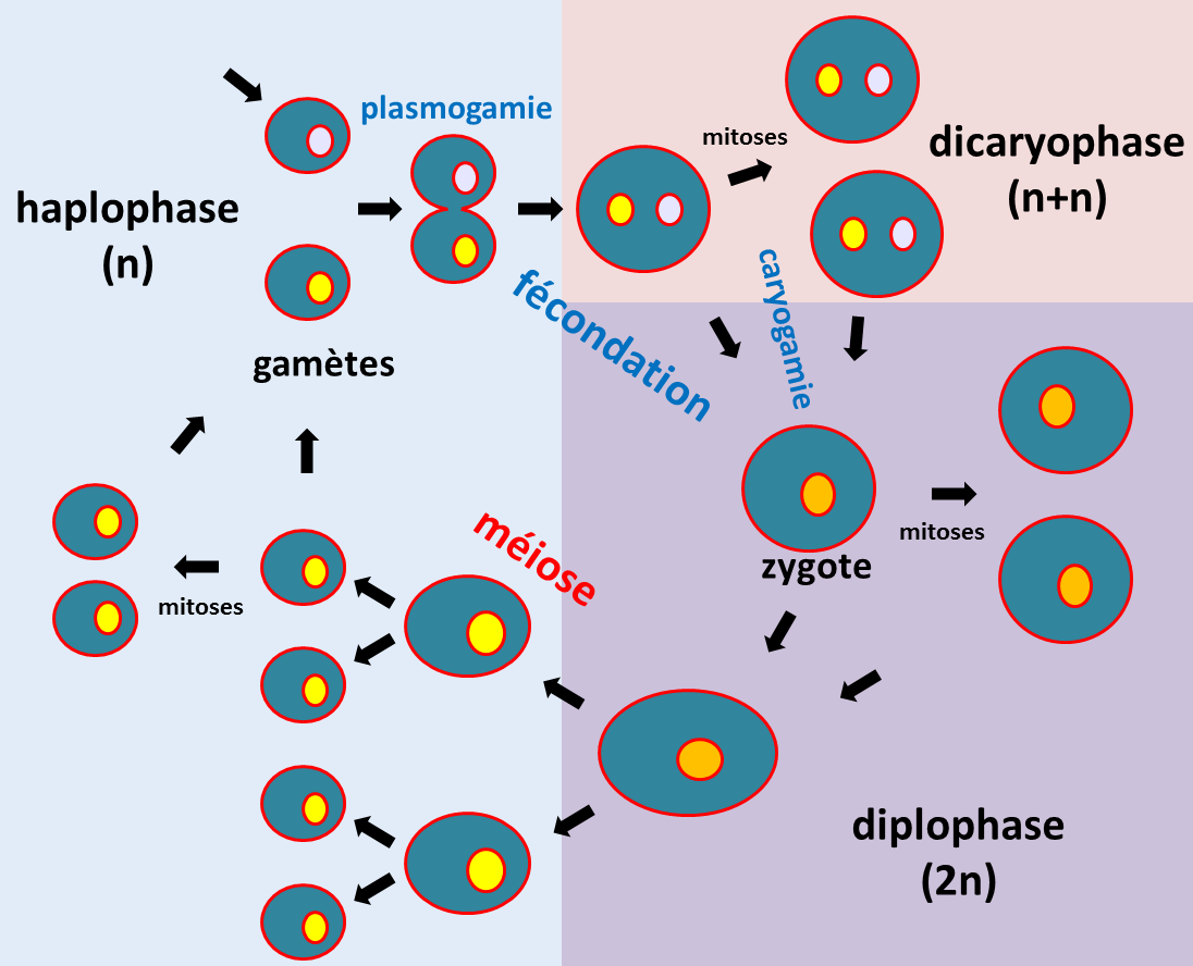 cycle de vie d'un eucaryote.