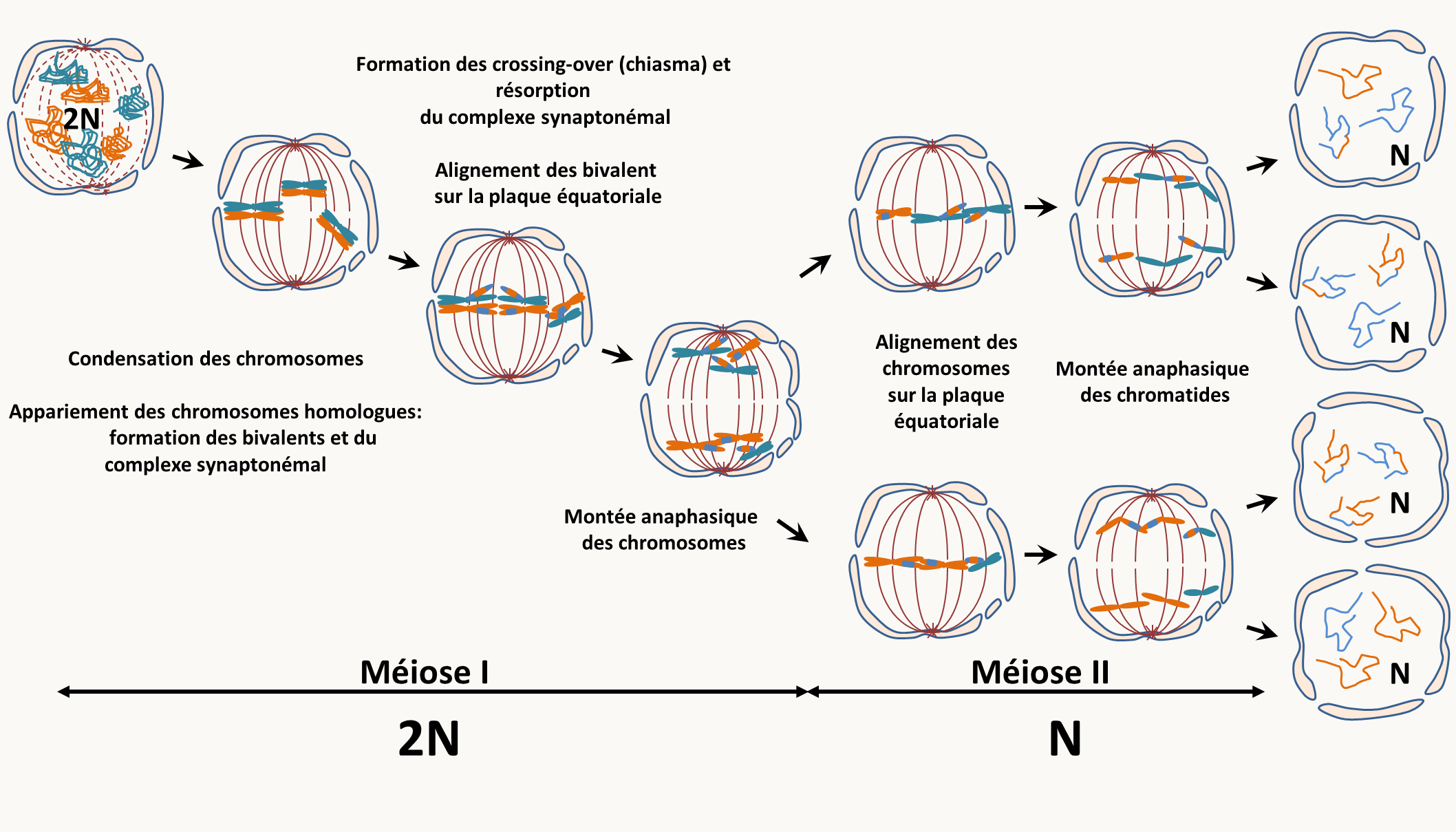 une méiose typique commence par une première division (Méiose I) qui voit lors de la prophase I la condensation des chromosomes (étape du leptotène), suivie de leur association en bivalents: c'est à dire que les chromosomes "homologues" vont s'associer dans un premier temps grâce à un complexe protéique: le complexe synaptonémal (étape du zygotène). L'association est suivie de recombinaison entre les chromatides des deux chromosomes des bivalents (étape du pachytène). Ceux-ci sont visibles cytologiquement: il s'agit des chiasmas. Ces chiasmas maintiennent entre eux les deux chromosomes lorsque le complexe synaptonémal se résorbe en fin de prophase I (étape du diplotène). Les bivalents vont ensuite se positionner sur la plaque équatoriale. Une fois en position, l'étape de métaphase I est atteinte. Lors de l'étape suivante (anaphase I), la résolution des chiasmas permets aux deux chromosomes (chacun ayant deux chromatides) de se séparer et de s'éloigner à chacun des pôles du noyau. La télophase I voit la décondensation partielle des chromosomes. Elle est immédiatement suivie de leur recondensation nécessaire pour la deuxième division de méiose (Méiose II) qui est une mitose classique. Notez que chez de nombreux eucaryotes, la méiose peut être suivie de mitoses dites postméiotiques comme chez les champignons ascomycètes filamenteux. Pour les organelles situées dans le cytoplasme et contenant leur propre génome (mitochondrie, plastes, etc.), il n'existe pas en général de mécanismes particuliers qui vont permettre leur transmission préférentielle (attention, il existe des exceptions), mais si l'organisme différentie des gamètes morphologiquement différents (mâles notés ♂ et femelles notés ♀) il va y a voir un biais de transmission aux gamètes. le cas le plus commun est que seul le gamète femelle transmet l'ADN des organelles.