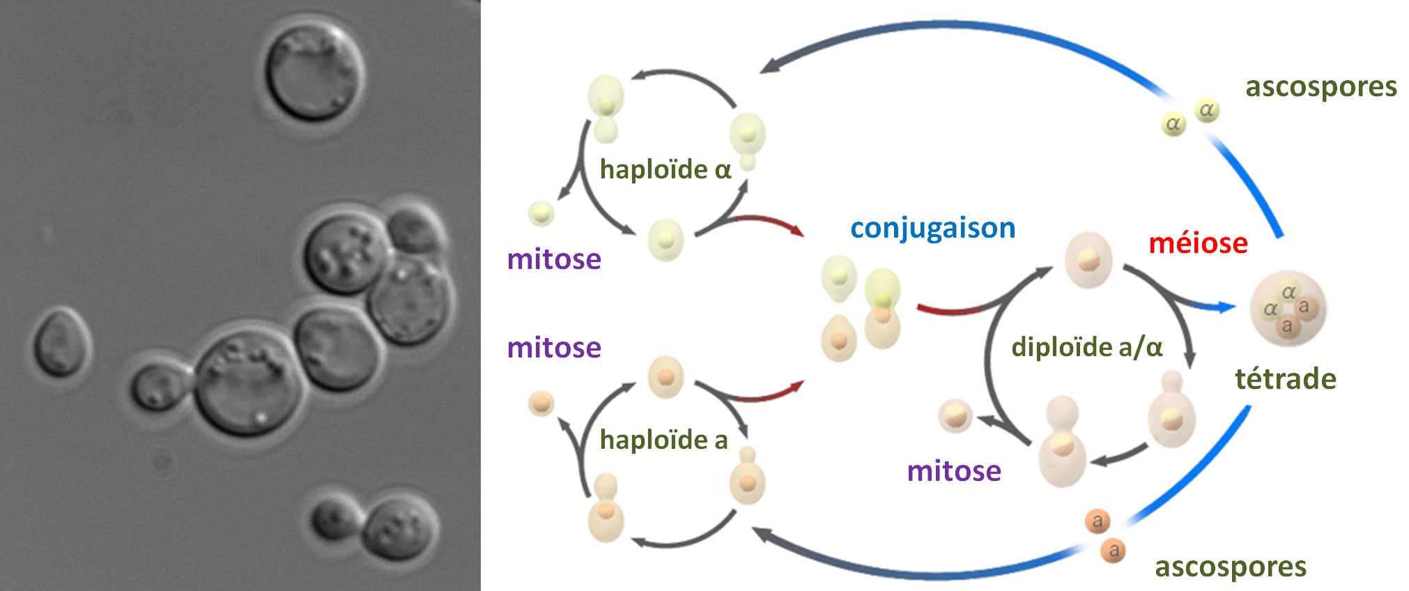 la levure de boulanger Saccharomyces cerevisiae. Pour cette levure, il existe 2 types sexuels appelé mata et matα. Les cellules haploïdes mata ou matα, peuvent se diviser par mitose et générer des clones. La division s'effectue par bourgeonnement donnant deux cellules de tailles différentes : la cellule mère et la cellule fille (visible dans l'image à gauche). La conjugaison (équivalent à la fécondation) ne peut avoir lieu qu'entre une cellule haploïde mata et une cellule haploïde matα. La cellule diploïde résultant de la fusion peut aussi se diviser par mitose. Lorsque se produit une carence en nutriments, la cellule effectue une méiose. Celle-ci ne peut se produire que dans une cellule diploïde mata/matα. Elle produit 4 spores haploïdes empaquetées dans un asque que l'on appelle une tétrade; les spores sont alors appelées des ascospores. Deux ascospores seront mata et les deux autres matα.