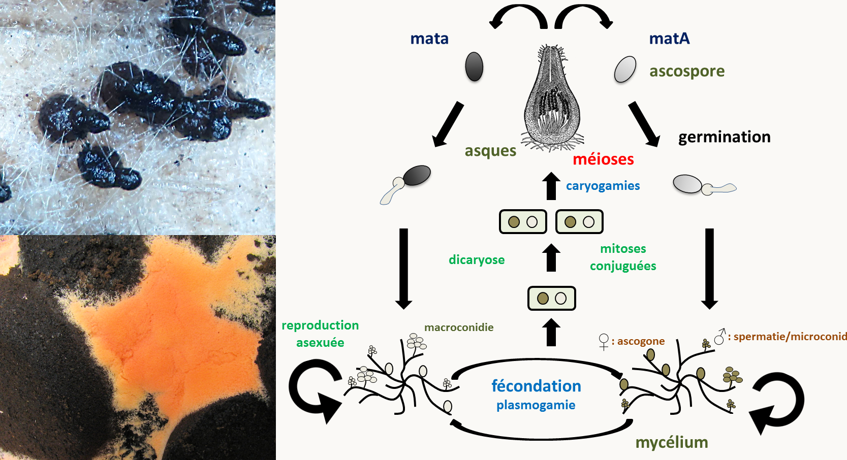 Neurospora crassa possède deux types sexuels appelés mata et matA. Le mycélium du champignon est haploïde et différencie des organes mâles ou spermaties et femelles ou ascogones. La fécondation se produit entre un organe mâle d'un type sexuel et un organe femelle du type sexuel opposé. La fécondation est suivie d'une étape dicaryotique qui permet de multiplier le nombre de cellules issues de la fécondation et dans lesquelles auront lieu les caryogamies qui sont immédiatement suivies des méioses et d'une mitose post-méiotique supplémentaire donnant naissance à des asques contenant 8 ascospores ordonnées. Toutes ces étapes de développement sexuel se produisent dans une fructification appelée périthèce (en haut à gauche). Le champignon est aussi capable de différencier des spores de dispersion asexuelle. Il en existe de deux types: certaines sont uninucléées, les microconidies, qui peuvent aussi servir de gamètes mâles, les autres sont plurinucléées et sont appelées les macroconides. Elles accumulent des carotènes orangés (en bas à gauche).