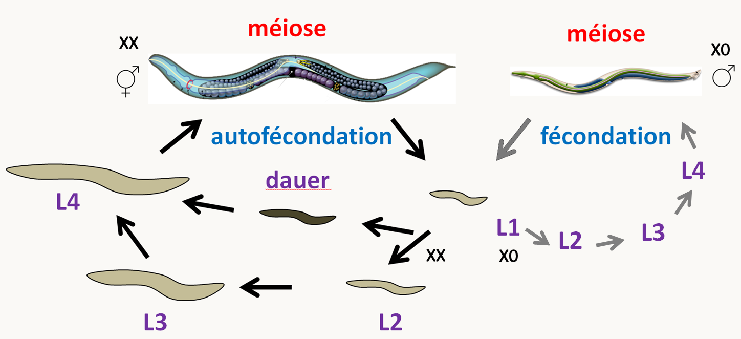 les individus hermaphrodites de Caenorhabditis elegans produisent des oeufs par autofécondation. Ceux-ci éclosent pour donner naissance à une larve qui subit quatre métamorphoses pour redonner un adulte hermaphrodite. En cas de carence nutritionnelle, les larves L1 peuvent se différencier en forme de résistance dite dauer. Au retour de la présence de nutriments, les larves dauer redonnent des larves L4. Les rares individus mâles sont obtenus spontanément par perte d'un chromosome X. Lorsqu'un hermaphrodite est fécondé par un mâle, la majorité de sa descendance sera issue de fécondation croisée et donc hermaphrodite pour environ 50% et mâle pour 50%.