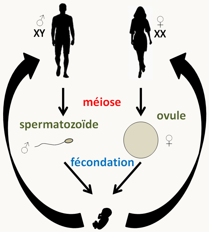 le cycle de l'homme est un cycle avec sexes séparés mâles et femelles qui produisent spécifiquement des gamètes mâles (spermatozoïdes) ou bien femelles (ovules).