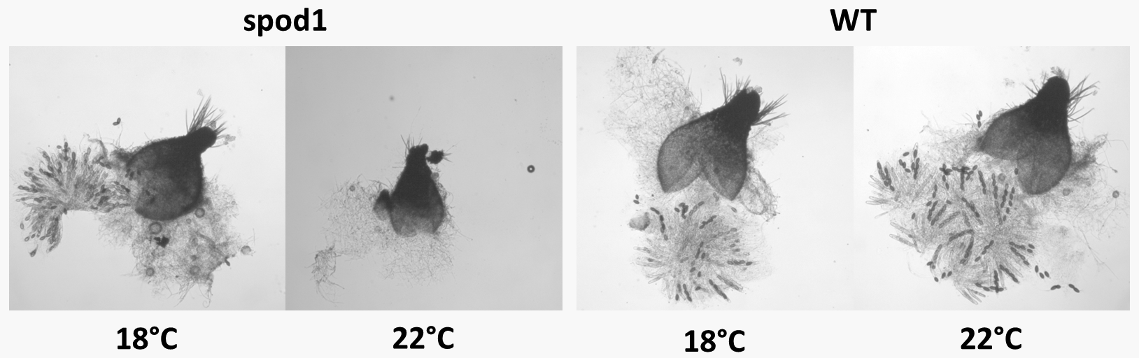 chez le champignon Podospora anserina, le mutant spod1 est thermosensible pour la production d'ascospores.