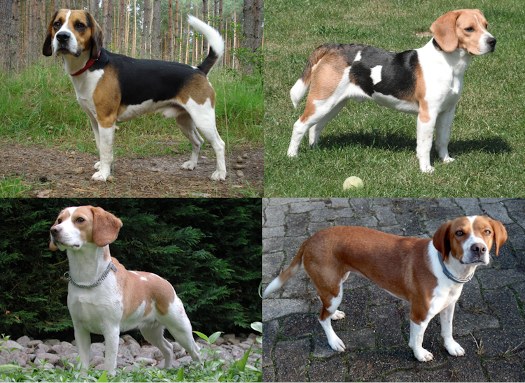 chez le chien beagle, l'allèle Sp a une expressivité variable, entrainant de grandes fluctuations dans les tâches pie du pelage.