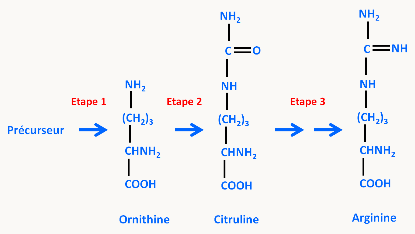 voie de biosynthèse de l'arginine.