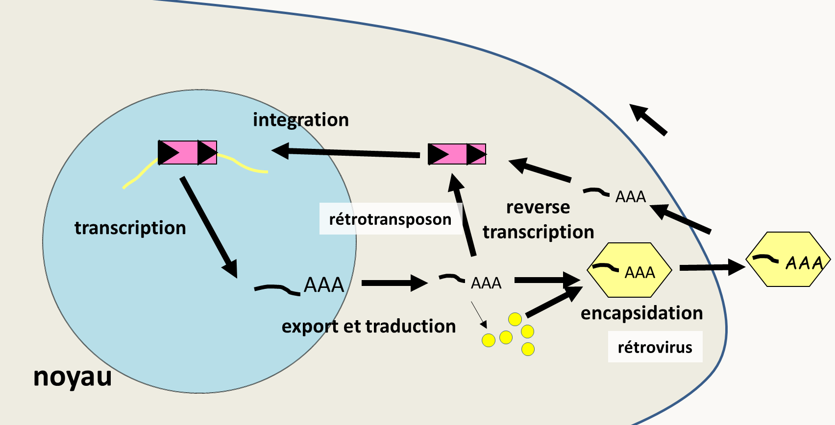 cycle des rétrotransposons et de rétrovirus. L'élément initial est présent dans le génome de l'hôte où il s'est intégré par recombinaison. Cet élément possède son propre promoteur ce qui permet sa transcription. L'ARN messager maturé est exporté dans le cytoplasme où il est traduit, ce qui permet la production d'une transcriptase inverse et/ou de protéines de capside. Dans le cas des rétrotransposons, la transcriptase inverse se sert immédiatement de l'ARN pour refaire un ADN double brin qui une fois importé dans le noyau peut se réinsérer. Dans le cas des rétrovirus, l'ARN est encapsidé et la particule virale exportée. Elle pourra alors infecter une nouvelle cellule hôte. Notez que l'on connaît des exemples où l'ARN du rétrotransposons est encapsidé mais la particule pseudovirale obtenue ne quitte pas la cellule.