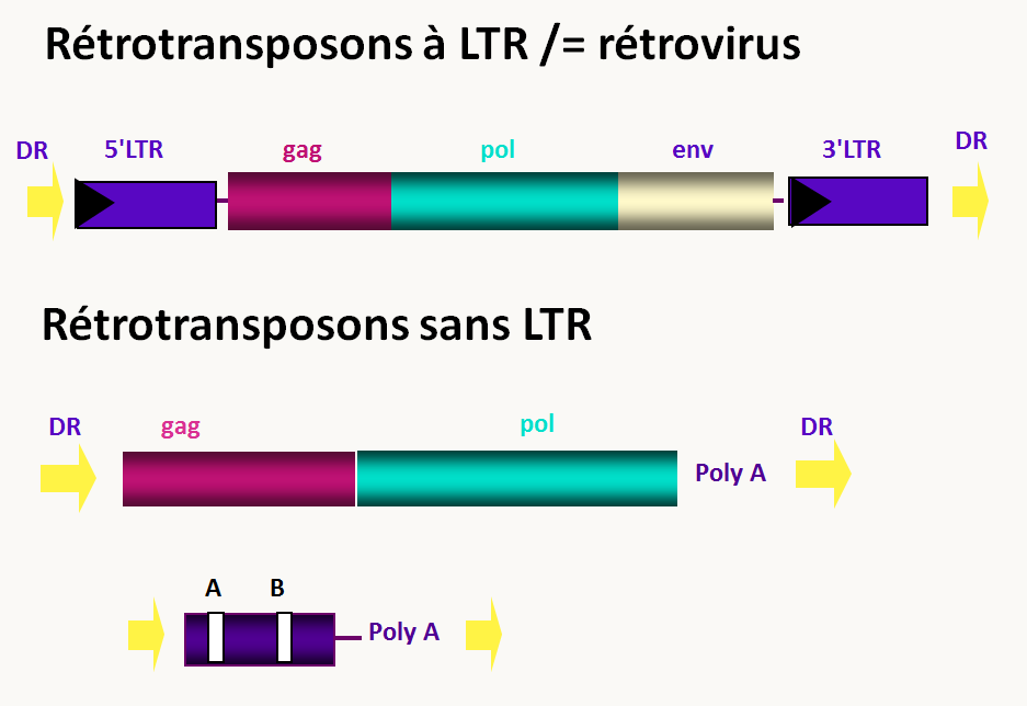 les deux grands types de rétrotransposons avec ou sans LTR. Les LTR pour Long Terminal Repeat sont de  séquences d'ADN de quelques dizaines/centaines de paires de base, identiques et situées aux extrémités du transposons dans le même sens. Elles contiennent des séquences impliquées dans la transcription et la transcription inverse de l'élément. En général, ces rétrotransposons codent pour une protéine de capside (gag) et la transcriptase inverse pol. Les deux phases codantes sont généralement séparées par un codon stop ou un décalage de cadre d'une paire de base. La protéine pol est donc souvent traduite grâce à une erreur de traduction ce qui permet d'assurer un rapport correct de protéines de capside versus polymérase pour assurer un empaquetage correct d'une particule virale. D'autres rétrotransposons ont la même structure que les rétrotransposons à LTR mais n'ont pas de LTR. D'autres ont des structures plus simples et ne codent pas pour des protéines. Dans ce cas, il existe des éléments ailleurs dans le génome qui fournissent les enzymes nécessaires à la transposition. Lors de leur insertion, les rétrotransposons provoquent des petites répétitions de l'ADN du site cible (DR) de quelques paires de bases.
