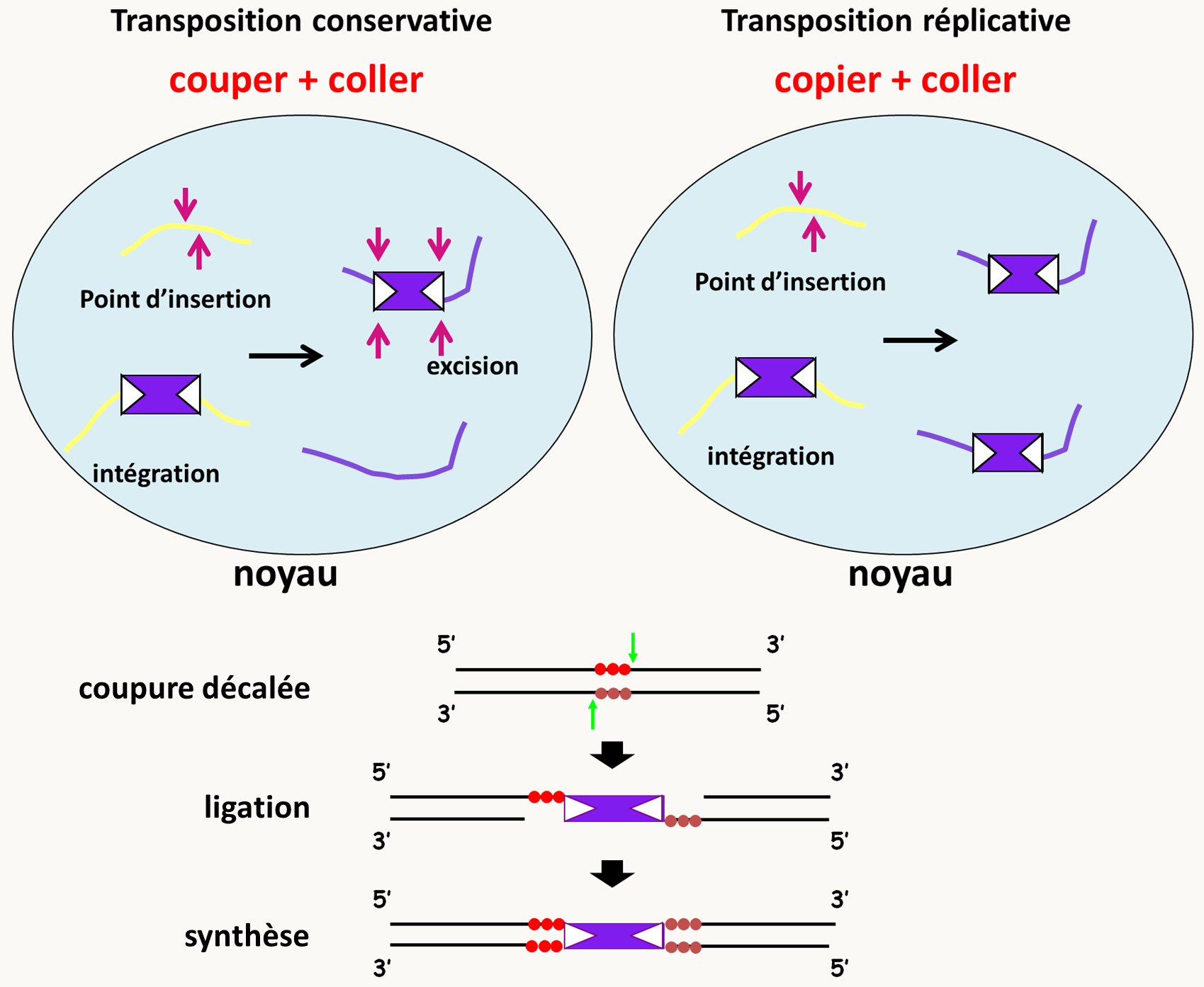 les deux types de mode de transposition des transposons à ADN et le mécanisme d'intégration des transposons.