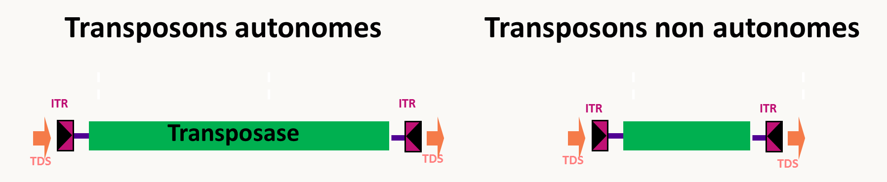 structure des transposons de groupe II.