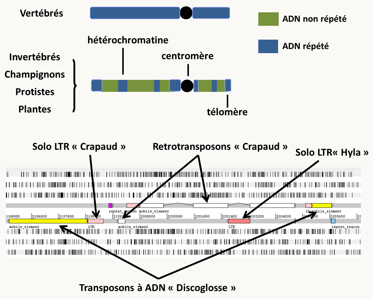 en haut, répartition des transposons dans différents génomes. En bas, un nid à transposon dans le génome de Podospora anserina.