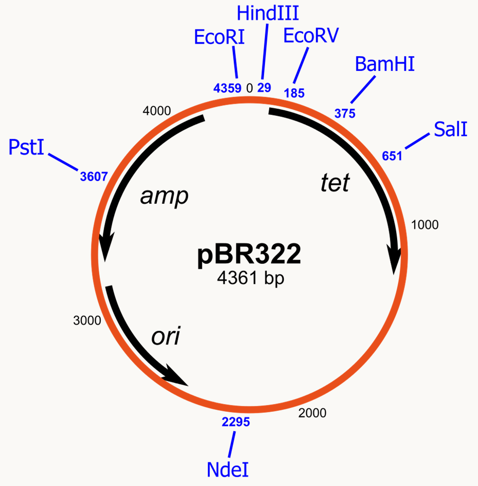 le plasmide pBR322, un des premiers plasmides de clonage chez Escherichia coli.