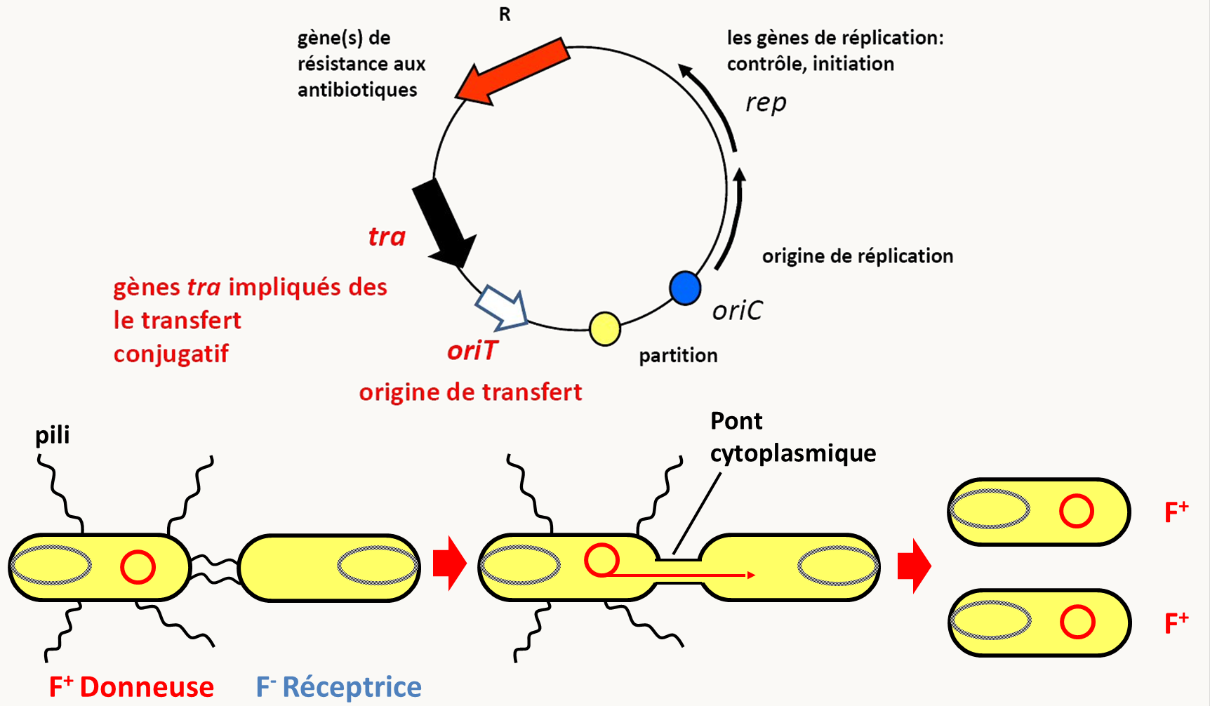 l'épisome F et le mécanisme de conjugaison bactérienne.