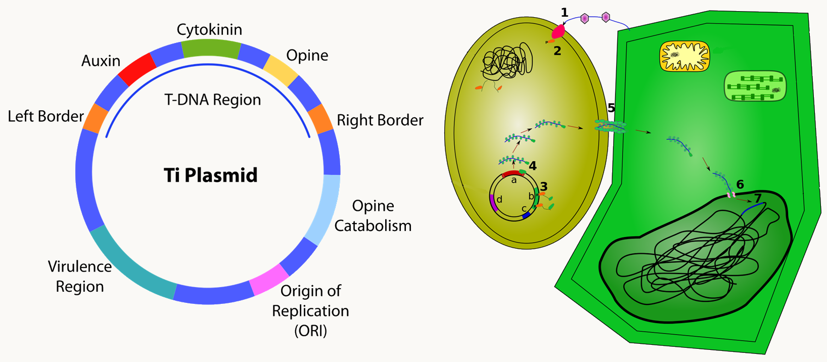 le plasmide Ti d'Agrobacterium tumefaciens et le transfert d'ADN aux cellules de plantes.