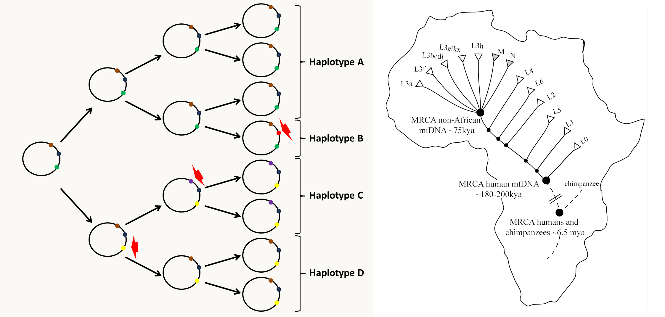 évolution des haplotypes mitochondriaux et exemple de l'haplotype L, M, N en Afrique et hors d'Afrique.