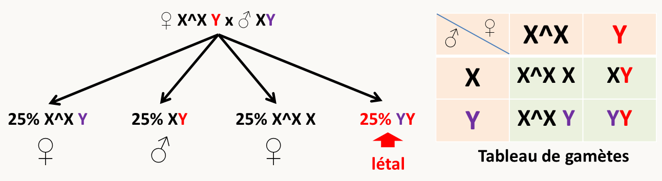 résultats d'un croisement ♀ X^X Y x ♂ XY.