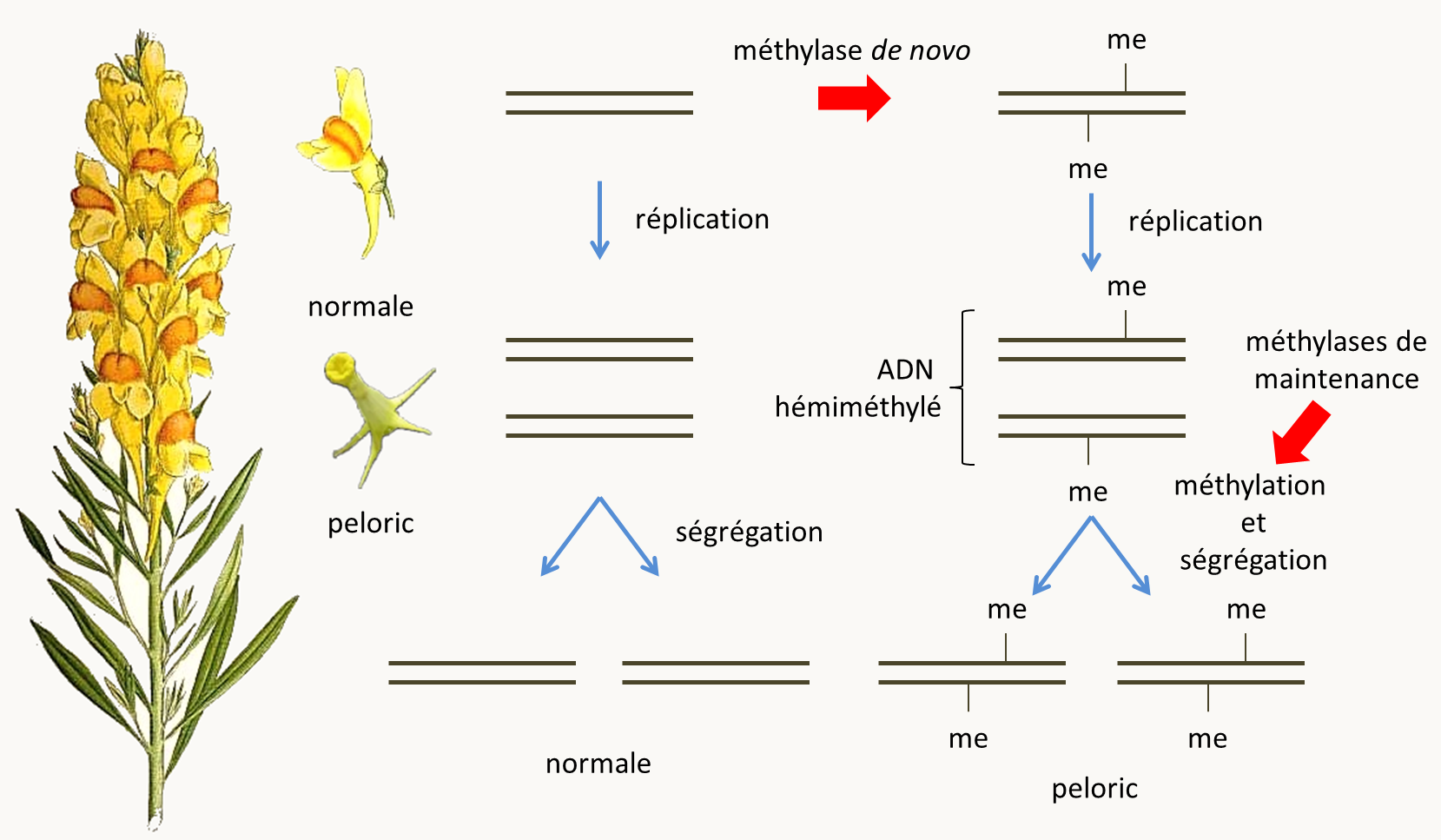 à gauche Linaria vulgaris et ses deux formes de fleurs: "normale" et "peloric". A droite les mécanismes d'acquisition et de maintien de l'état de méthylation au cours de la réplication de l'ADN via l'action respectivement d'une méthylase de novo qui méthyle l'ADN non méthylé et de méthylases de maintenance dont l'activité consiste à terminer la méthylation d'ADN hémiméthylé.