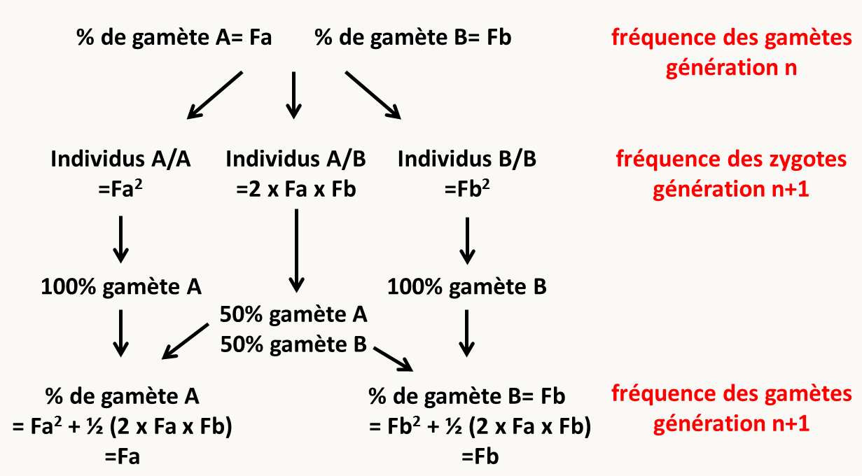 le calcul des fréquences alléliques de la génération n+1 à partir des fréquences de la génération n en absence de phénomènes biaisant la transmission mendélienne des caractères.