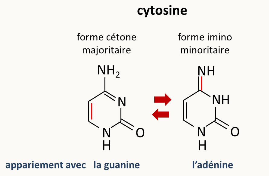 les formes cérones et imino de la cytosine s’inter-convertissent spontanément. La forme cétone s’apparie avec la guanine, la forme imino plus rare avec l’adénine conduisant potentiellement à des mutations si ce phénomène se produit pendant la réplication.