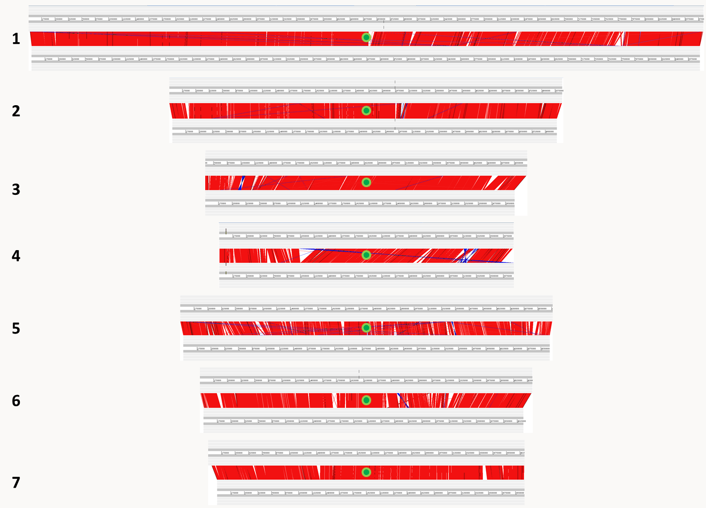 comparaison entre les sept chromosomes nucléaires des génomes de Podospora anserina (en haut) et Podospora comata (en bas). En rouge, les séquences très similaires, en bleu les séquences inversées ou transloquées et les triangles blancs représentent des indels. Les points verts sont les centromères.
