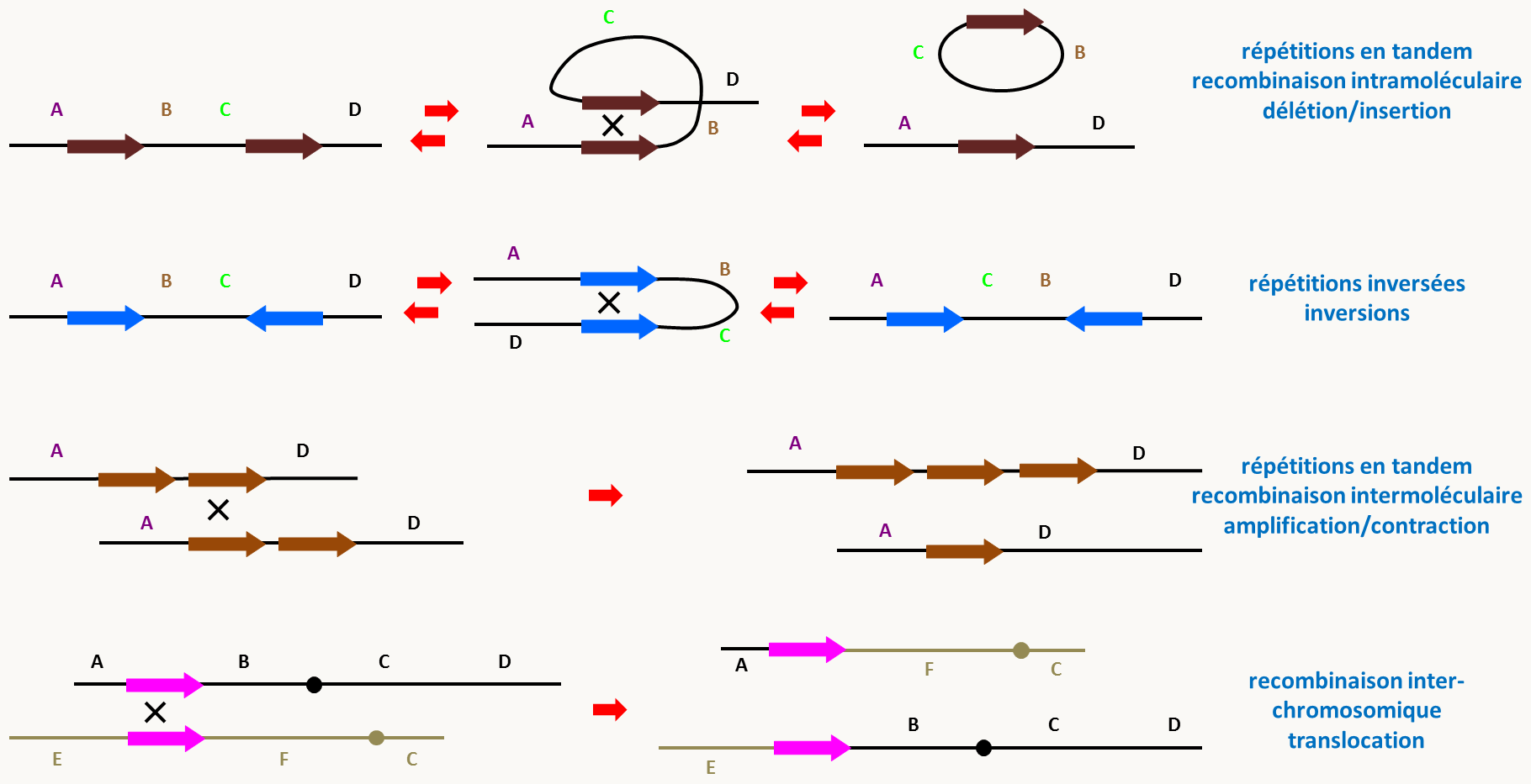 mécanismes de fluidité des génomes impliquant la recombinaison de séquences répétées.