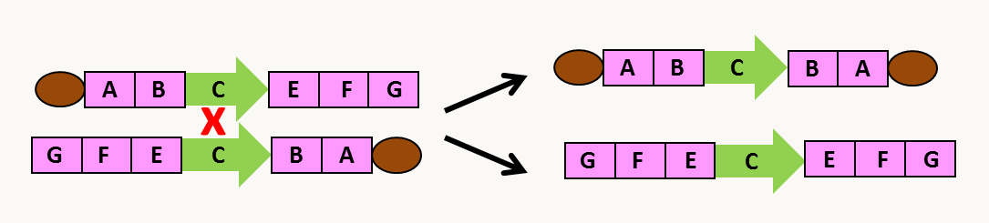 un crossing-over entre une région inversée sur les deux chromosomes homologues d'un diploïde aboutit à deux chromosomes défectueux manquant des gènes (G, E et F pour le chromosome en haut, A et B pour celui du bas) et qui produiront vraisemblablement des gamètes incapables d'engager une fécondation réussie. La présence de deux centromères pour un des chromosomes et l'absence de centromère pour l'autre conduiront aussi à une mauvaise ségrégation en mitose et la perte rapide des chromosomes.