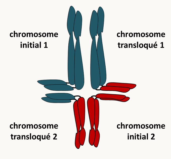 croix de translocation en première division de méiose. Chaque chromosome 1 ou 2 a autant de chance de partir avec l'autre chromosome initial ou transloqué. Si les deux chromosomes initiaux partent ensembles en première division (les deux chromosomes transloqués partiront donc aussi ensembles), les gamètes produits seront viables. Au contraire, si un chromosome initial migre avec un chromosome transloqué, les 4 gamètes produits seront non-viables car dans chacun des noyaux finaux, il manquera un morceau de chromosome.
