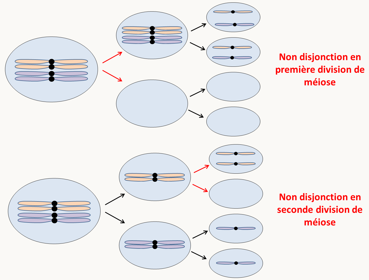 l'absence de disjonction des chromosomes en première ou seconde division de méiose conduit à des aneuploïdies.
