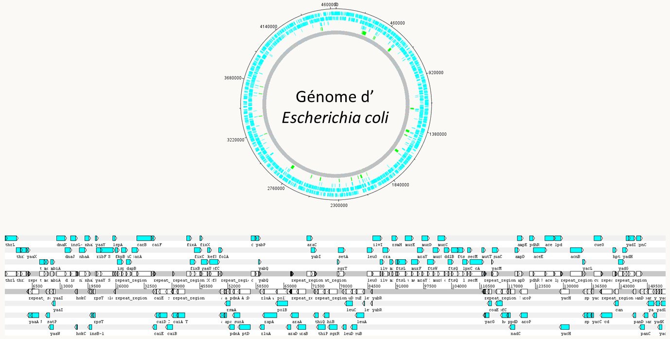 le génome d'Escherichia coli, un génome procaryote circulaire typique. En bleu, les séquences codant pour des protéines. Les gènes sont proches les uns des autres et organisés en opéron (notez la position des gènes sur les brins d'ADN; les gènes proches sont souvent sur le même brin, ce qui indique la présence probable d'un opéron). Il n'y a pas d'introns; En fait, il en existe néanmoins quelques-uns qui ont des structures différentes de celles présents dans les génomes nucléaires des eucaryotes.