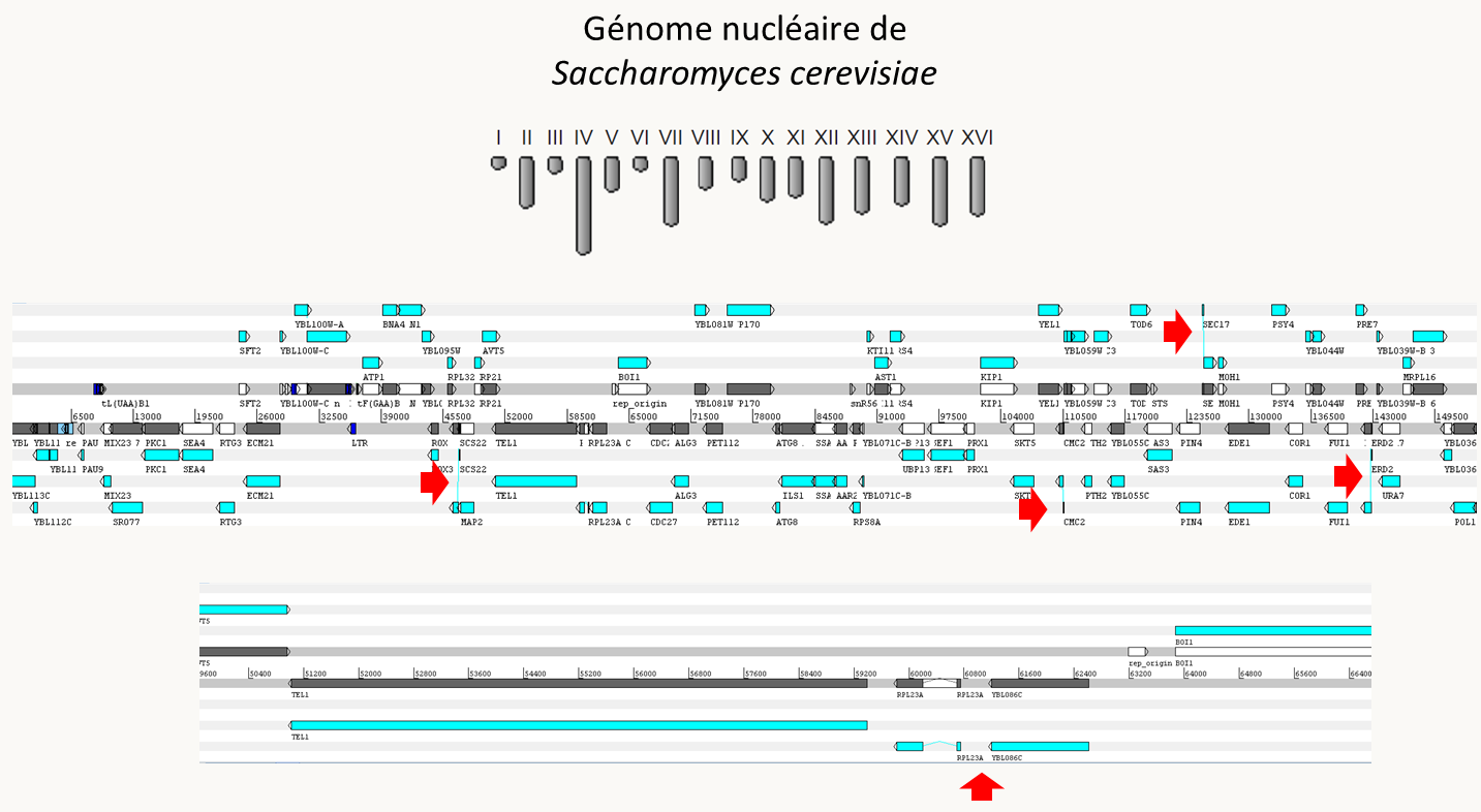 le génome de Saccharomyces cerevisiae. Chez cette espèces, les introns sont rares (indiqués par les flèches rouges) et de petite taille (souvent quelques dizaines de nucléotides; voir le gène en bas qui contient un intron). Les séquences intergéniques sont aussi de petites tailles (quelques dizaines à quelques centaines de nucléotides).
