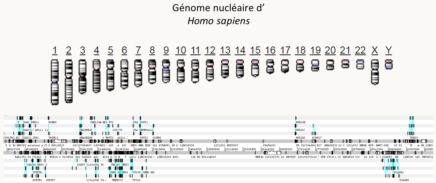 le génome humain. Dans notre génome, les introns sont très nombreux (>10/gènes), très grands (>5-10 kb) et les régions intergéniques peuvent aussi être très grandes (>50 kb), expliquant la grande taille du génome, bien qu'il ne contienne probablement que deux fois plus de gènes que Podospora anserina pour un génome 100 fois plus grand! La plus grande partie du génome est constitué de relique de transposons inactifs (pseudogénisés). Chez l'homme le plus grand gène mesurerait 2.474 Mb!