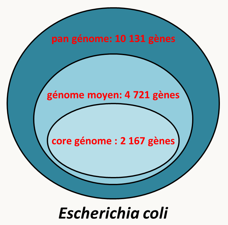 pan génome et core génome d'Escherichia coli.