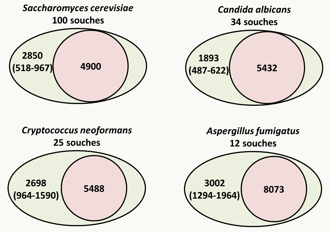 pan génomes en vert et core génomes en rose de quatre champignons: pour le pan génome les chiffres entre parenthèse indiquent les nombres maximum et minimum de gènes additionnels trouvés dans les différentes souches.