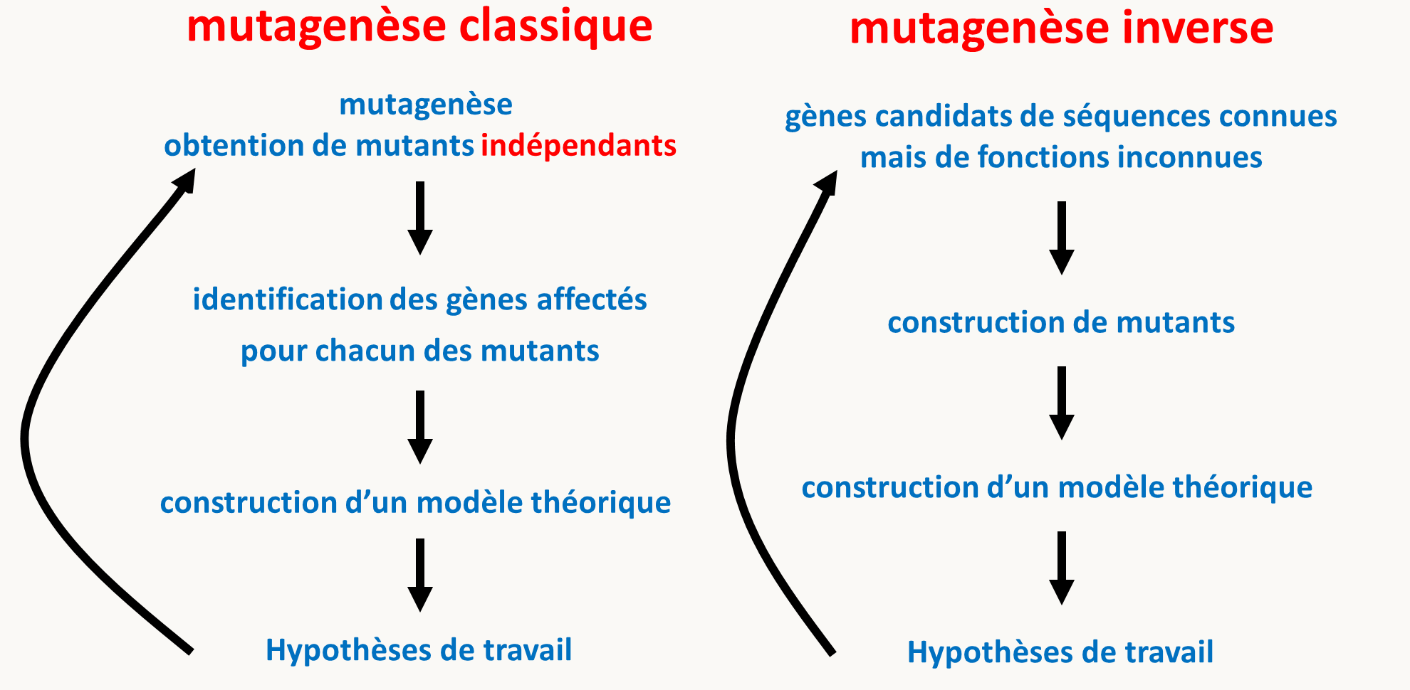 Chapitre 3 : La mutagenèse · GitBook
