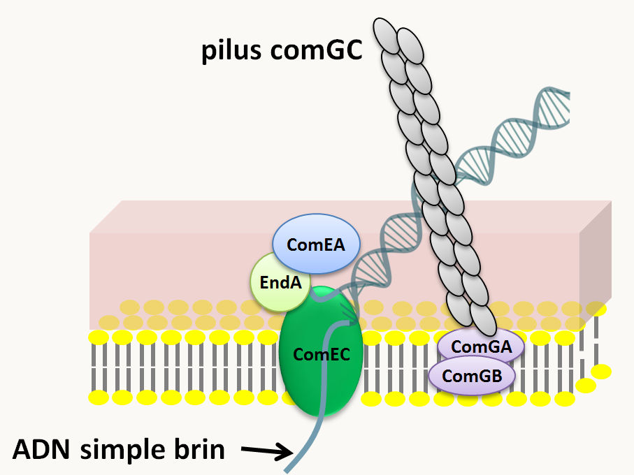 le système Com responsable de l'incorporation de l'ADN au sein de la cellule chez Streptococcus pneumoniae. L'ADN est piégé par le pilus ComGC, est transmis au complexe ComEC et pénètre dans la cellule sous forme simple brin, l'autre brin étant dégradé par la nucléase EndA. Ce système est présent chez de nombreuses bactéries Gram<sup>+</sup>, mais aussi chez des Gram<sup>-</sup>, chez qui l'ADN utilise la protéine pilQ pour traverser la membrane externe.