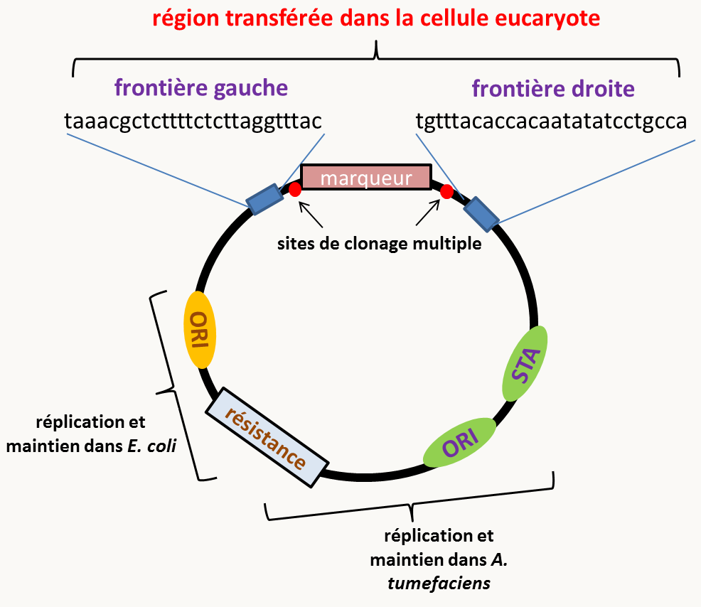 plasmide typique utilisé pour transformer des cellules eucaryotes via A. tumefaciens. Le plasmide porte un marqueur de sélection (résistance) qui permet la sélection à la fois dans E. coli et A. tumefaciens. Une origine de réplication permet la réplication dans E. coli et une autre la réplication dans A. tumefaciens. La région STA assure la stabilité du plasmide dans A. tumefaciens. Ces régions vont permettre d'amplifier le plasmide dans un premier temps en utilisant E. coli et dans un second de le transférer dans A. tumefaciens. La région transférée dans la cellule eucaryote est délimitée par deux frontières de séquences spécifiques. Entre ces deux frontières sont introduits un marqueur de sélection qui fonctionne dans l'organisme à transformer (un gène de résistance à un antifongique ou un herbicide par exemple) et des sites de clonage multiple qui vont permettre d'insérer les cassettes. L'ADN est donc transféré sous forme linéaire double brin.
