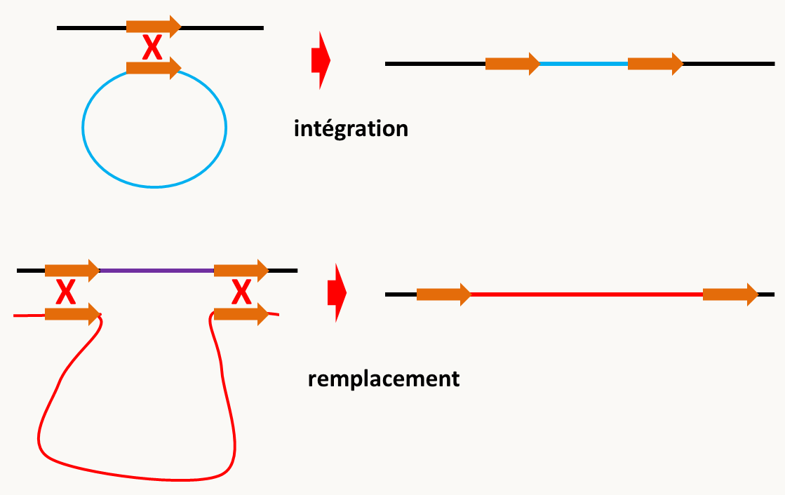 modes d'intégration d'ADNs exogènes par recombinaison homologue.