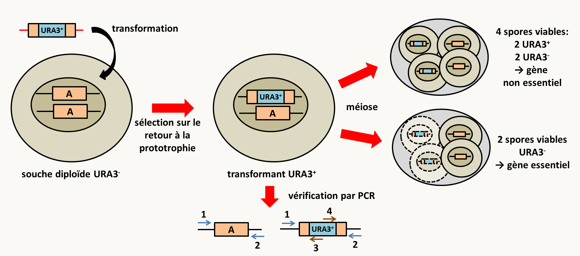 remplacement de gènes chez Saccharomyces cerevisiae en utilisant le marqueur d'auxotrophie à l'uracile URA3. Il est possible de faire le remplacement directement sur une souche haploïde mais si le gène est essentiel, aucun mutant ne sera obtenu. Il est donc conseillé comme sur le schéma de transformer avec la cassette de remplacement une souche diploïde. Dans ce cas, une seule des deux copies est remplacée car le remplacement simultané des deux copies est extrêmement rare. Les transformants sont sélectionnés sur leur retour à la prototrophie alors que la souche de départ est auxotrophe pour l'uracile. L'efficacité du remplacement est telle que seule une vérification par PCR est nécessaire pour s'assurer que le remplacement a bien été fait. Pour ceci, il faut utiliser des amorces situées à l'extérieur de la région d'homologie utilisée pour faire le remplacement (amorces 1 et 2). Seuls les transformants ayant un remplacement correct donneront des bandes de tailles connues en utilisant les couples d'amorces 1+3 et 2+4. Une méiose permet d'obtenir des tétrades. Si les 4 ascospores sont viables alors le gène n'est pas essentiel. Si seulement les deux spores URA3<sup>-</sup> sont viables alors le gène est essentiel. Chez les champignons filamenteux, il est recommandé de vérifier la délétion par Southern blot car il existe des évènements d'insertion complexes ou l'allèle remplacé et l'allèle sauvage sont tous les deux présents. De même, la plupart étant essentiellement haploïdes, l'obtention de remplacement de gènes essentiels est plus difficile mais pas impossible.