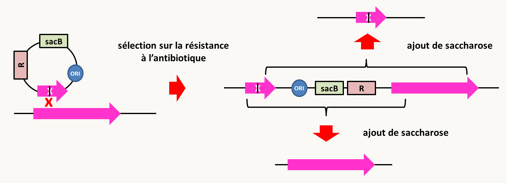 remplacement de gènes chez Bacillus subtilis. Voir texte pour le détail de la stratégie.