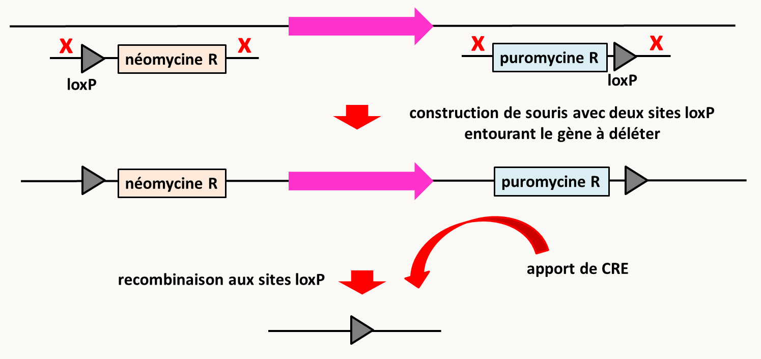 remplacement contrôlé de gènes chez la souris. L'utilisation du système CRE/LOX permet de choisir le lieu et/ou le moment de la délétion. Pour cela, il faut construire des souris portant deux sites loxP autour du gène à déléter. Cela nécessite deux transformations successives avec des cassettes permettant l'insertion des sites loxP en même temps que les marqueurs de sélection qui sont la résistance à la néomycine et à la puromycine. L'apport de la recombinase CRE se fait en croisant des souris obtenues aussi par transgénèse et qui exprime la recombinase soit à partir d'un promoteur fonctionnel dans un lignage cellulaire ou en réponse à un inducteur (la tétracycline par exemple), ce qui va provoquer la recombinaison entre les sites loxP (et donc la délétion du gène) de manière contrôlée.