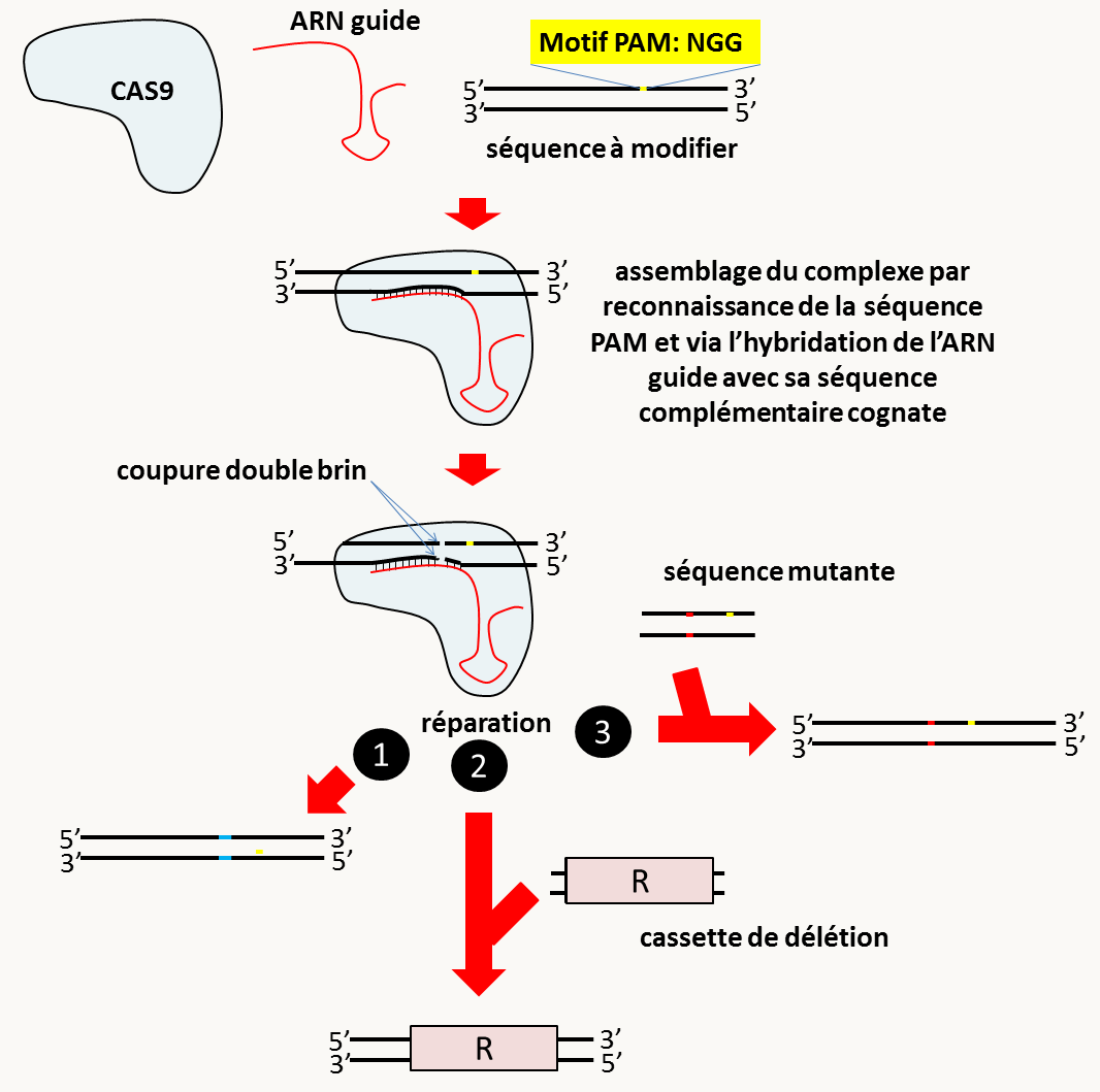 modification de gènes utilisant le système CRISPR/CAS9. Le système CRISPR/CAS9 dérive d'un mécanisme de défense bactérien vis à vis des bactériophages. Il aboutit à la coupure double brin d'un ADN de séquence spécifique via l'hybridation avec un ARN guide et un assemblage avec la nucléase CAS9. La longueur de la séquence qui s'hybride est de 20 nucléotides, ce qui est en général suffisant pour que l'ARN guide ne s'hybride qu'avec une seule séquence dans le génome, même si celui-ci est complexe comme le génome humain. Néanmoins, la reconnaissance des 7 premiers nucléotides étant moins importante, il est donc possible d'avoir des coupures indésirables. La seule contrainte pour la coupure est la présence après la séquence d'hybridation d'un dinucléotide GG espacé par un nucléotide de la région d'hybridation (séquence PAM pour Protospacer Adjacent Motif: NGG) si la protéine CAS9 provient de Streptococcus pyogenes. Notez que cette séquence PAM est différente entre les différentes endonucléase CAS9 et il est donc possible de couper à différents endroits en utilisant différentes CAS9. Notez qu'il existe des programmes qui permettent de choisir le site de coupure idéal. Une fois la cassure double brin exécutée par la protéine CAS9 au niveau du 16ème nucléotide hybridé, elle est réparé par la machinerie cellulaire, soit via le système de réparation des cassures double brin, soit via le système de non-homologous end joining. Si aucune matrice n'est fournie (cas n°1), la réparation à l'identique entraîne une nouvelle coupure et ce jusqu'à ce qu'une mutation (en bleu) au site de coupure empêchant l'hybridation se produise. Cela aboutit donc à la création de mutations ponctuelles (faux-sens, non-sens ou frameshift) au site de coupure. Si une cassette de délétion est fournie comme matrice pour exécuter la réparation, ceci peut aboutir au remplacement du gène par le marqueur de résistance (cas n°2), enfin une matrice portant une mutation désirée (en rouge) peut être fournie (cas n°3); dans ce cas la réparation peut aboutir à un changement précis de nucléotide ou par exemple à une délétion propre entre les codons start et stop d'un gène.