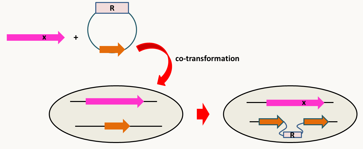 modification de gènes utilisant une co-transformation.