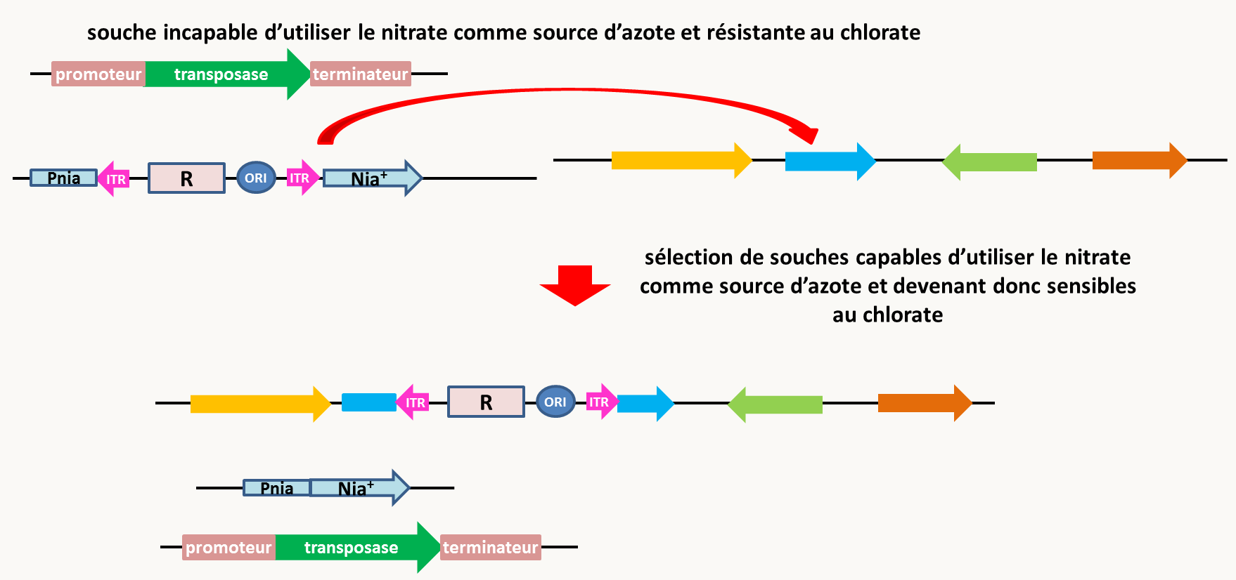 la mutagenèse insertionnelle par transposition chez les champignons. La souche de départ contient un transposon modifié contenant un marqueur de résistance bactérien et une origine de réplication fonctionnelle chez Escherichia coli. Il est inséré entre le promoteur et la séquence codante du gène nia codant pour la réductase des nitrates. Elle contient aussi la transposase sous le contrôle d'un promoteur modulable. Du fait de l'insertion du transposons, le gène nia n'est pas exprimé; la souche est donc incapable d'utiliser le nitrate comme source d'azote (elle est aussi résistante au chlorate ce qui a permis de sélectionner l'insertion du transposon dans le gène nia). L'expression de la transposase est induite via le promoteur modulable. Elle permet l'excision du transposon, ce qui est facilement sélectionnable en recherchant les souches capable d'utiliser le nitrate comme source d'azote. Dans une large fraction de ces souches excisées, le transposon s'est réinséré au hasard dans le génome. L'identification de la région dans laquelle le transposons s'est réinséré est facile grâce au marqueur de résistance bactérien et à l'origine de réplication (voir figure 84).