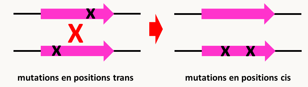 réassociation de mutations de positions trans en position cis via un crossing-over.