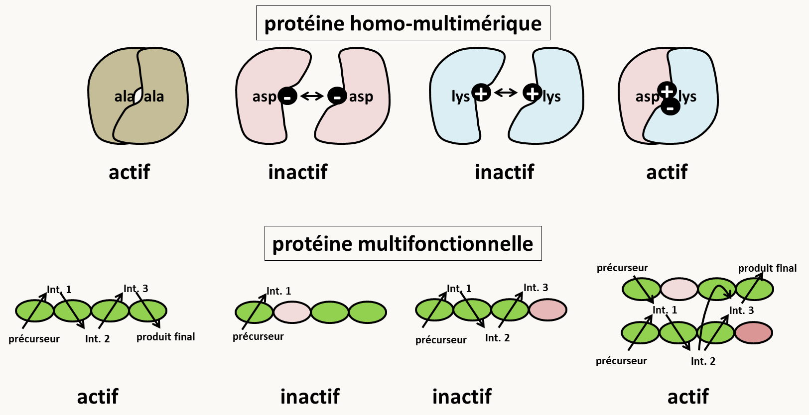 mécanismes de la complémentation inter-allélique. En haut, dans le cas de protéines homo-multimériques, des mutations qui altèrent la fonctionnalité des multimères peuvent se compenser. Des mutations dans des résidus qui sont à la surface des monomères et qui changent la charge peuvent empêcher la formation de multimères et inactiver la protéine. La mise en présence des deux types de monomères permet de reconstituer un complexe actif. En bas, la complémentation est un test qui analyse la fonction. Si un gène produit un polypeptide qui exerce plusieurs fonctions, alors des mutations affectant chacune des fonctions peuvent complémenter.
