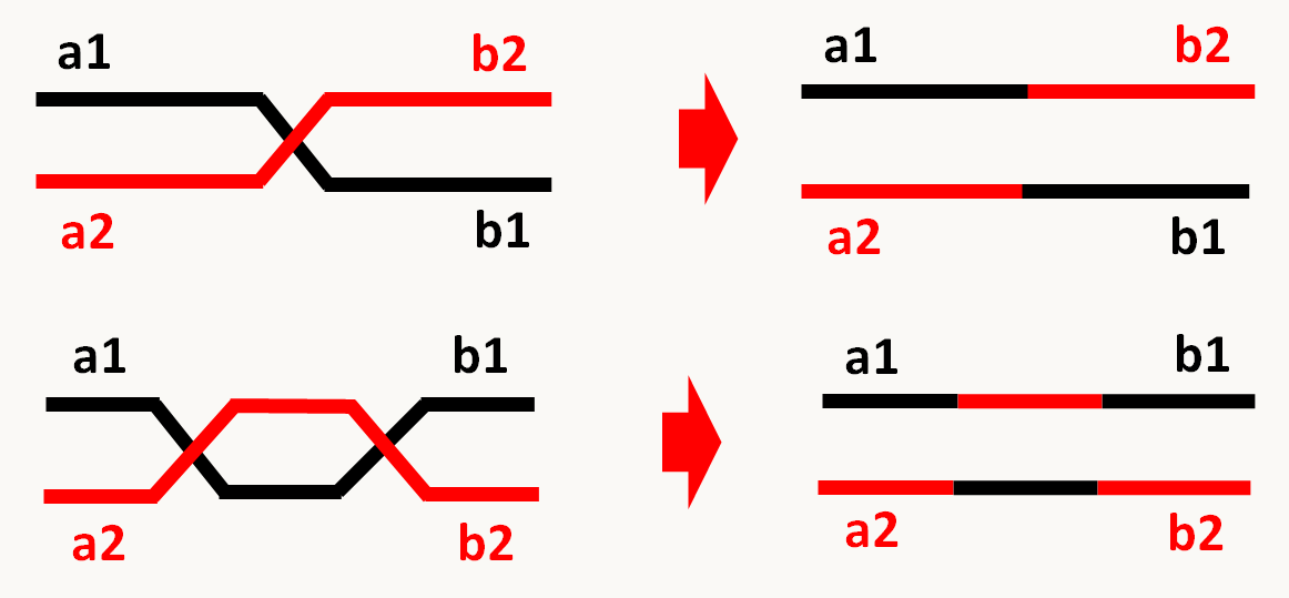 un crossing-over (en haut) permet de recombiner les allèles. La présence d'un deuxième crossing-over (en bas) restaure la combinaison parentale des allèles.